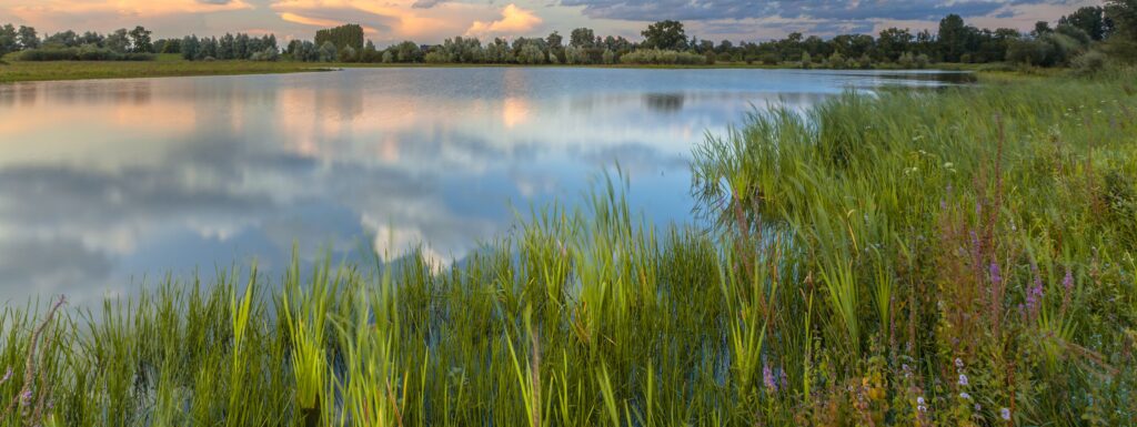 Bijdrage EcoShape aan manifest ‘Groen verdient de ruimte’