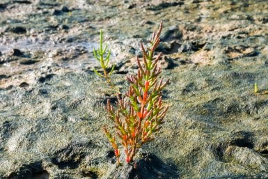 Publicatie in Nature Geoscience: Nieuw inzicht in de dominante rol van planten bij landschapsvorming in kustgebieden 2