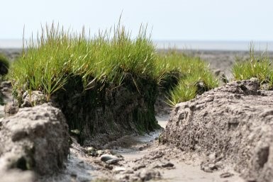 Publicatie in Nature Geoscience: Nieuw inzicht in de dominante rol van planten bij landschapsvorming in kustgebieden 3