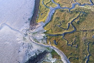 Publicatie in Nature Geoscience: Nieuw inzicht in de dominante rol van planten bij landschapsvorming in kustgebieden