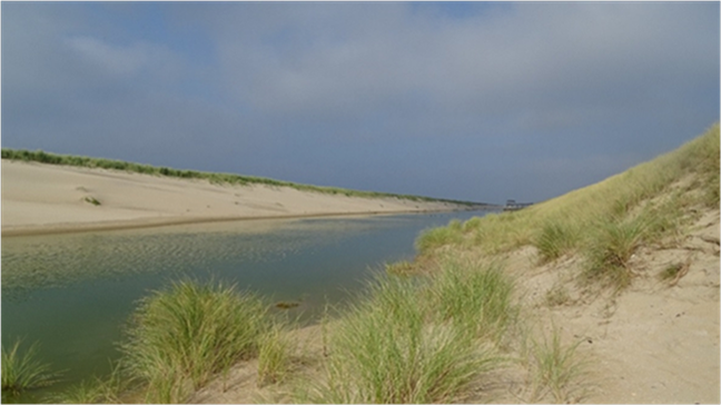 Hondsbossche duinen groeien mee met zeespiegelstijging 1