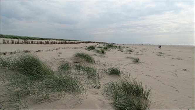 Hondsbossche duinen groeien mee met zeespiegelstijging