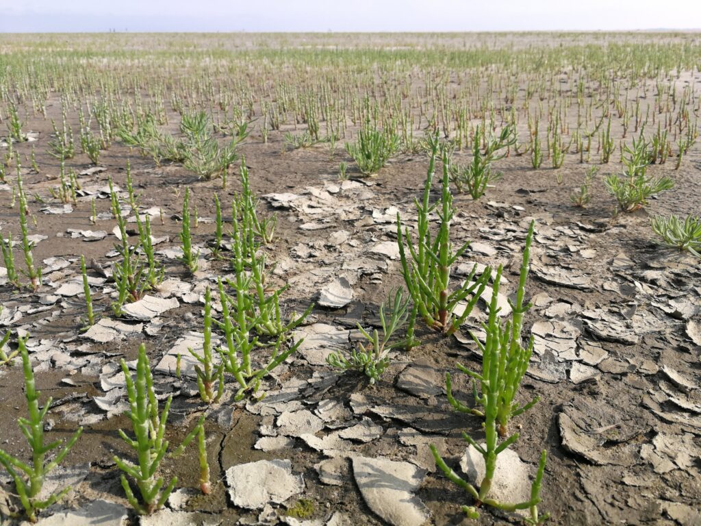 Zeekraal met krimpscheuren op de bodem